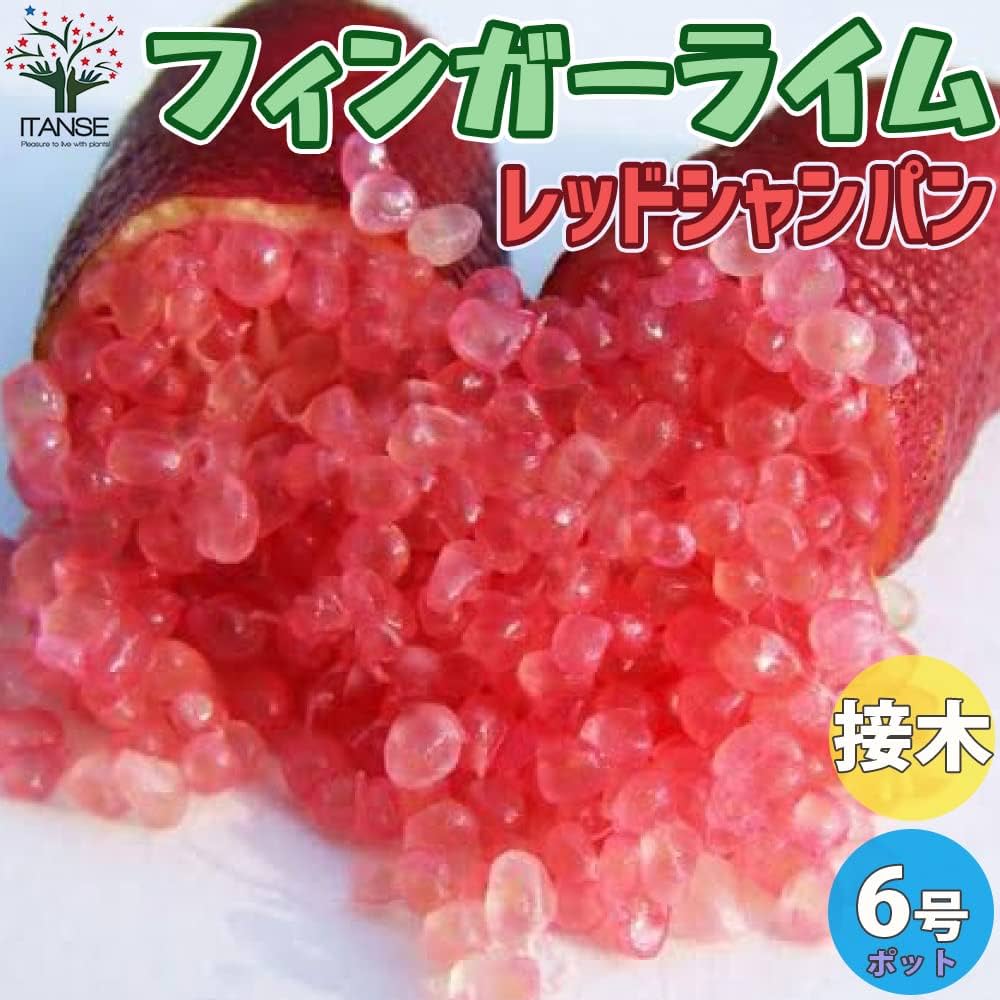 2年生　フィンガーライム接木苗／レッドシャンパン　樹高90cm 8号鉢 2年生 フィンガーライム接木苗／レッドシャンパン 樹高90cm 8号鉢