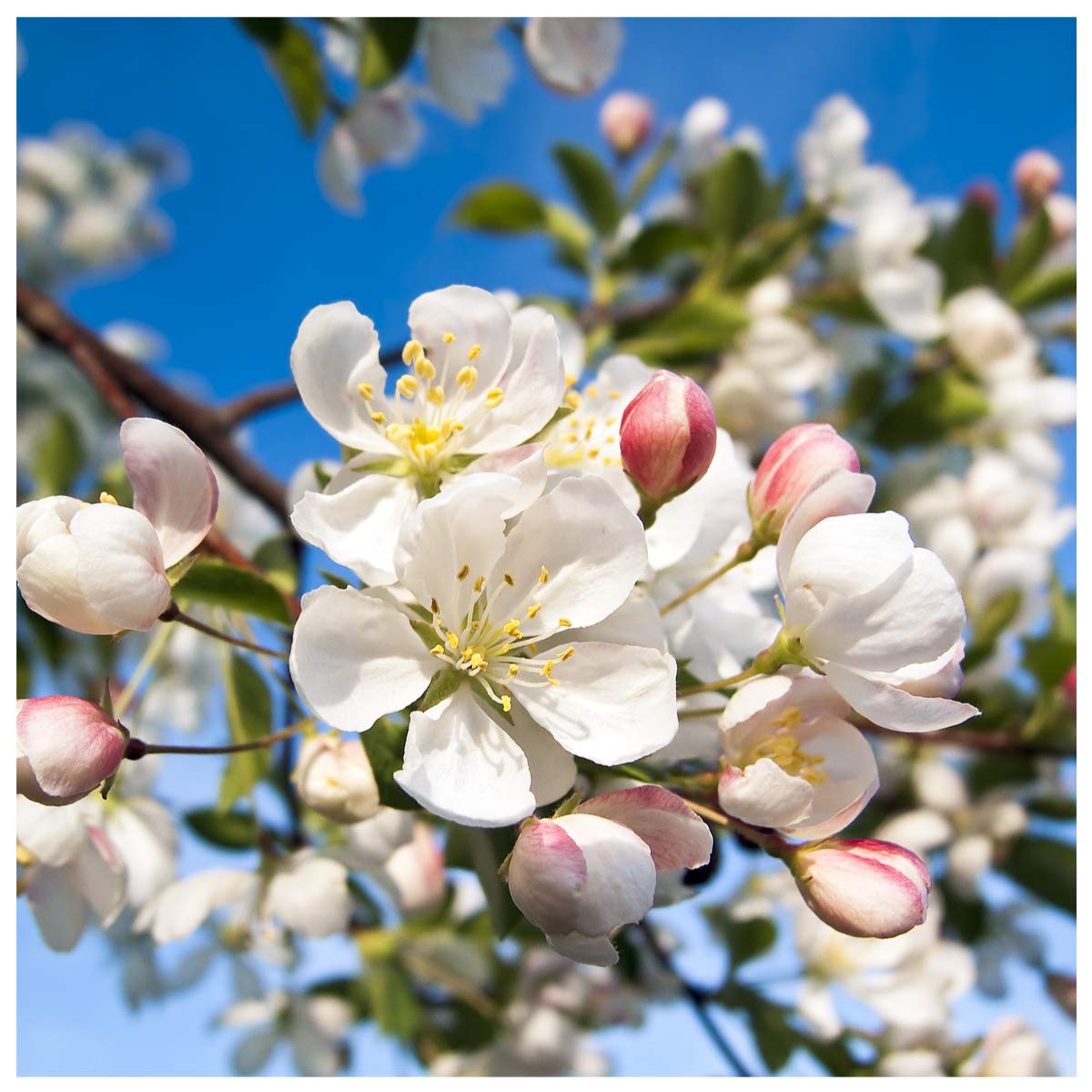 1 Crab Apple Trees 4-5ft Native Malus Hedging, Make Your own Cider & Jelly 3fatpigs®