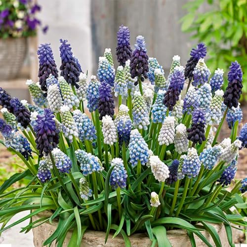 Bloomique - 50er-Mix - Muscari-Mix - Traubenhyazinthe - blaue Trauben - weiß, blau - Blumenzwiebeln - Frühlingsblüte - mehrjährige Pflanzen - wird 10-15 cm groß