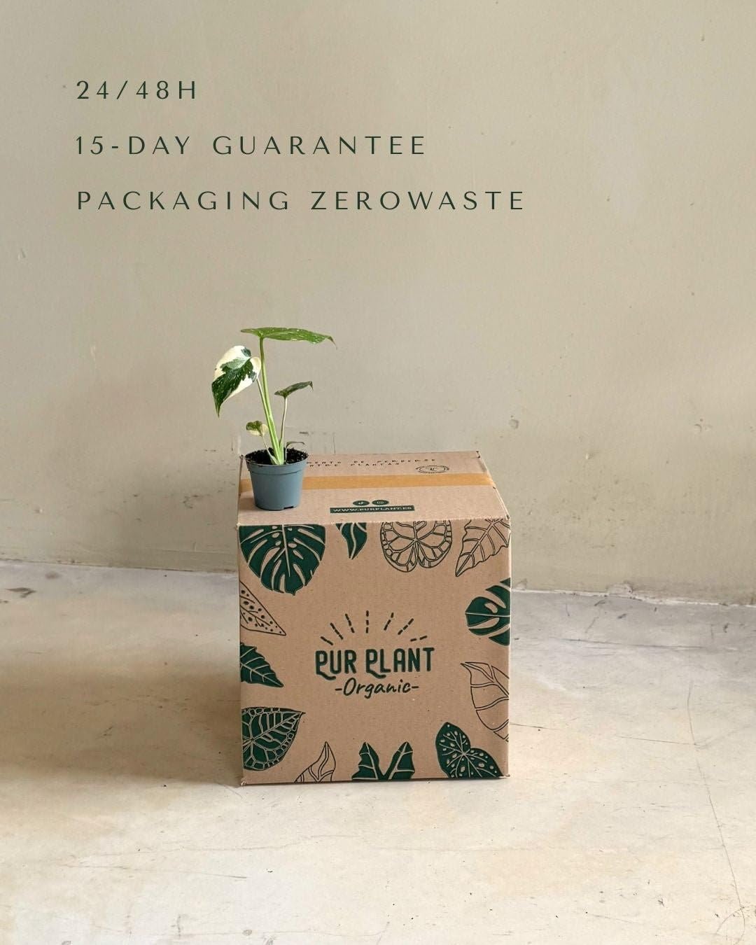 PUR PLANT Monstera Thai Constellation Mini | Monstera Planta Natural de Interior | Variegada y Exclusiva | Maceta de Ø 6 cm