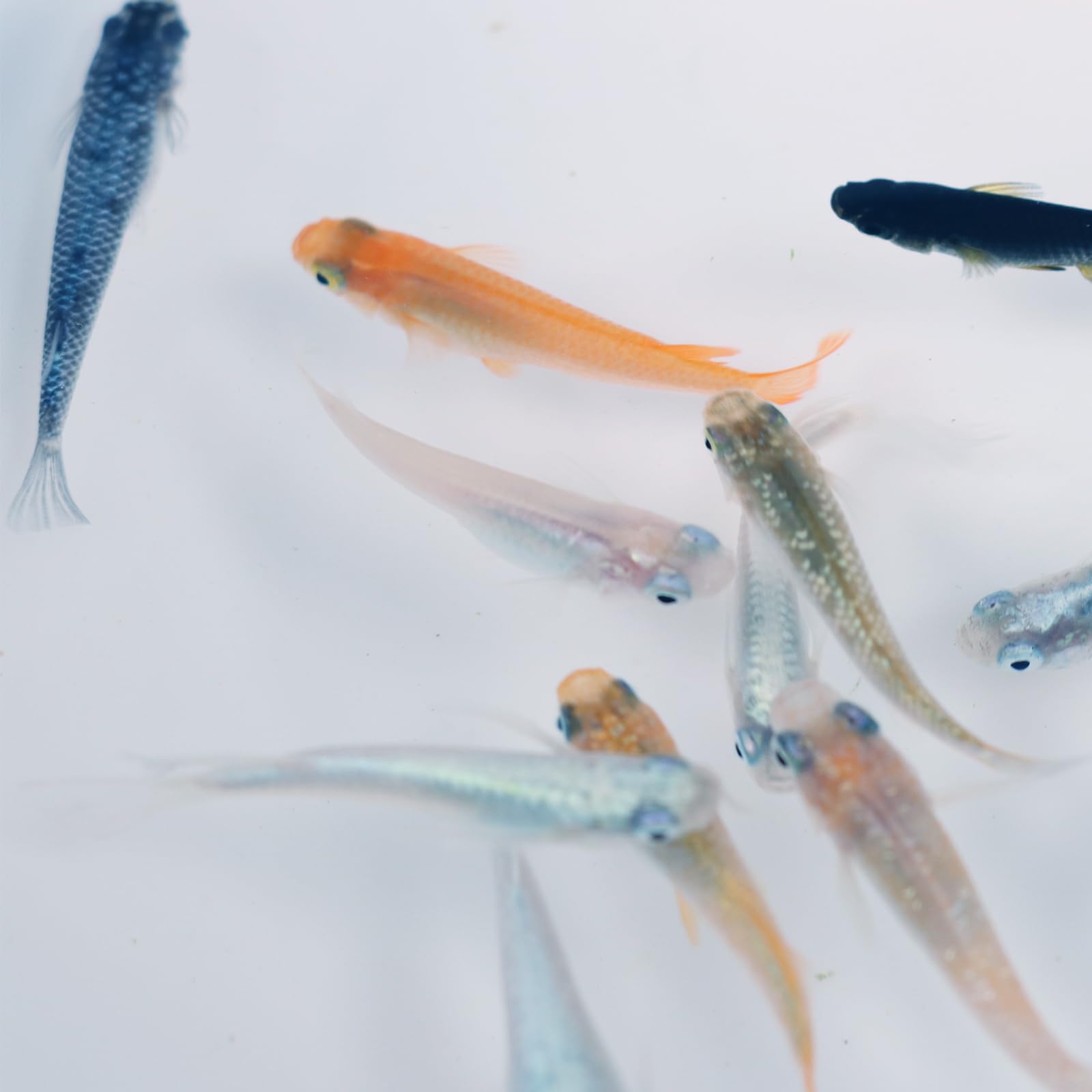 Amazon | [ 池田鹿蔵農園 ] メダカ 未選別 10匹セット