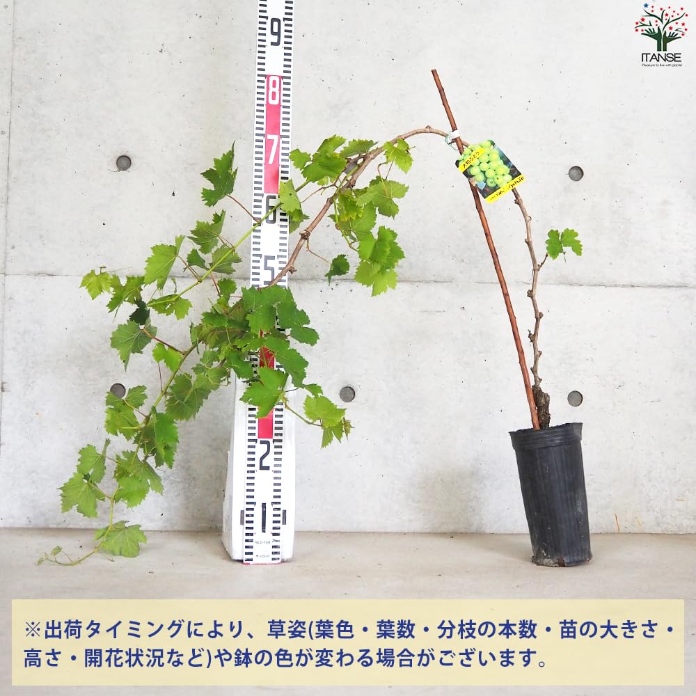 Amazon.co.jp: ぶどうの苗 品種：マスカット オブ