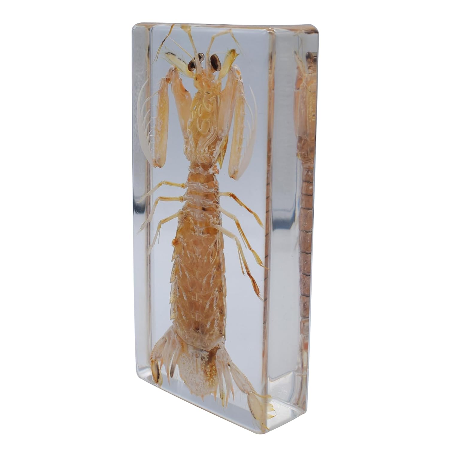 Taxidermy Mantis Shrimp, Real Mantis Shrimp Specimens Animal Specimen in Resin for Science Classroom Science Education
