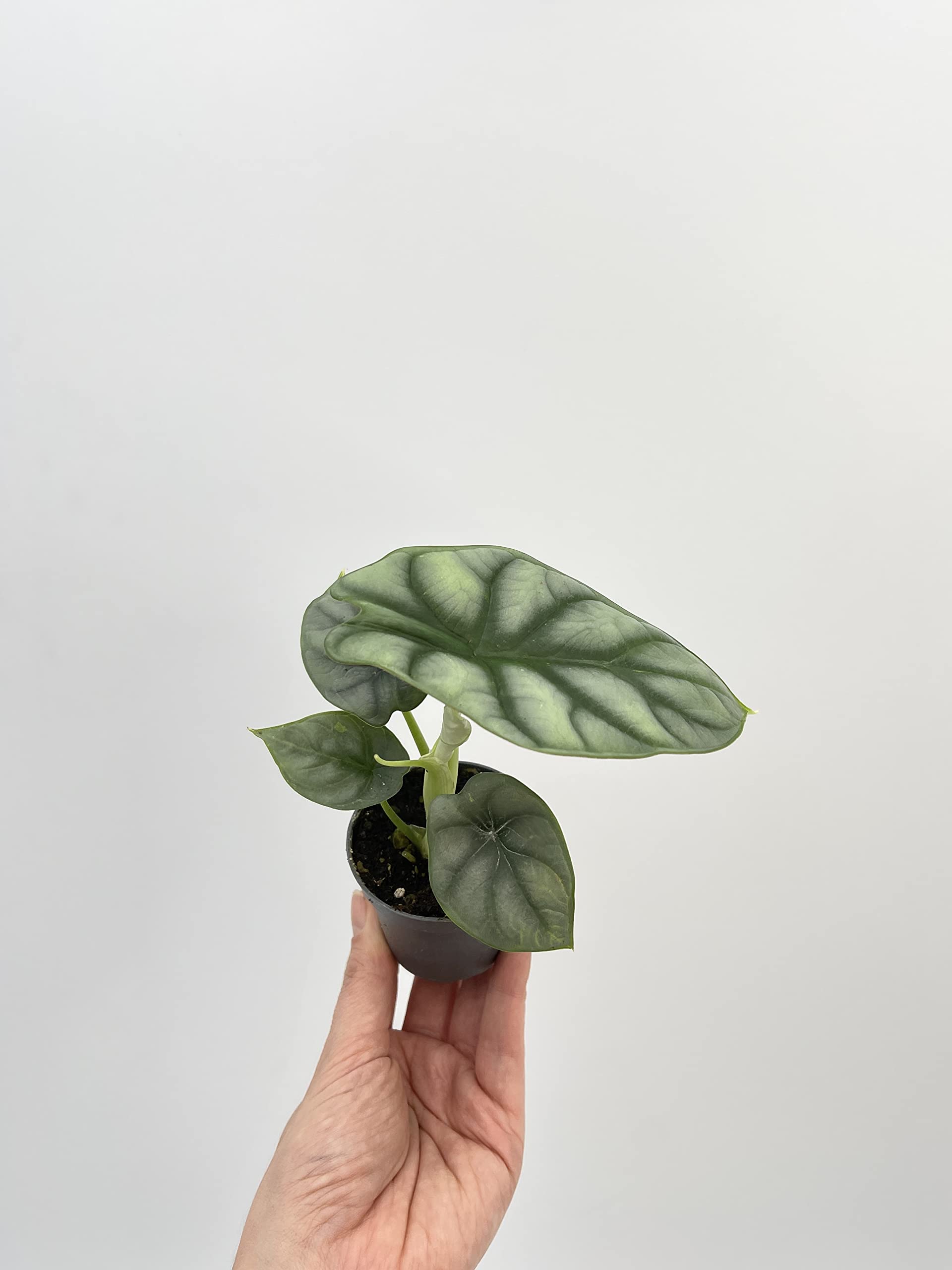 Alocasia Silver Dragon, Baby Plant 6 cm Pot, House Plant, Live Plant