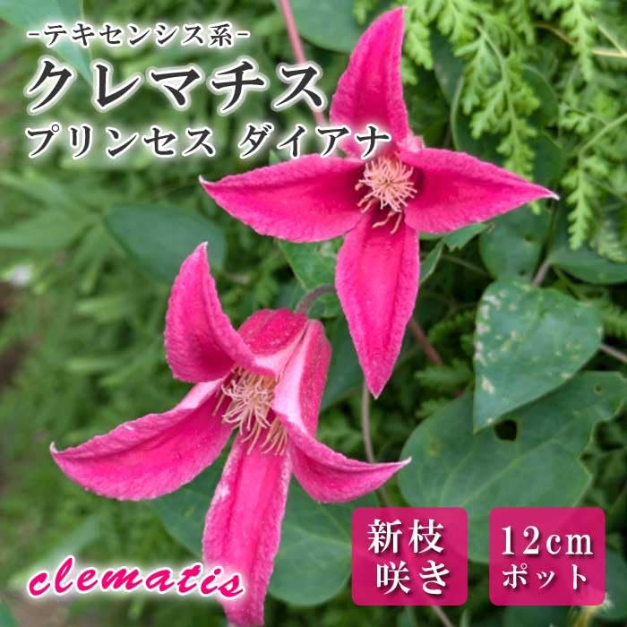 北田様確認用＊クレマチス プリンセスダイアナ 挿し木苗 ポットのまま