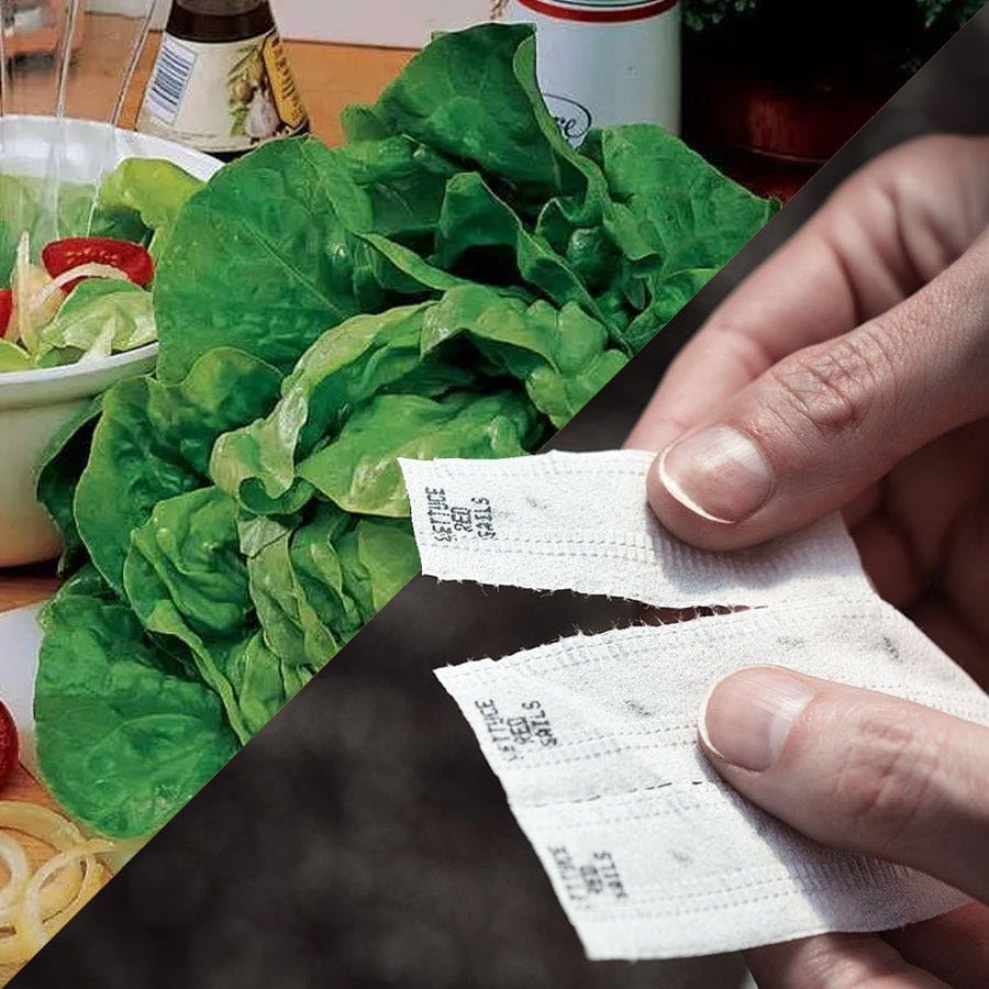 Park Seed Sow Effortless Collection Seed Tape Buttercrunch Lettuce 15 Feet Easy DIY Planting Crisp and Tender Bibb-Type Variety Cool-Season Favorite No Thinning Needed Ready in 65 Days