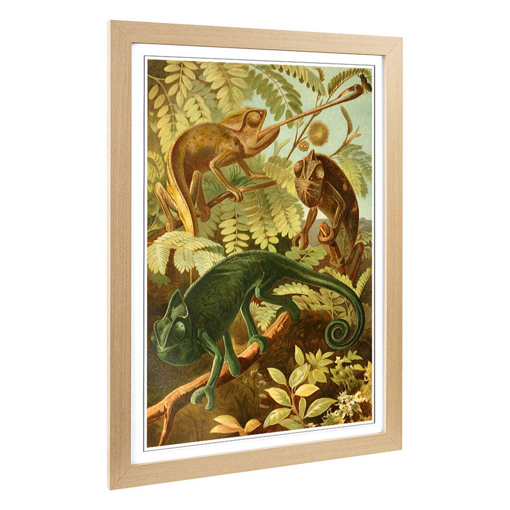 Big Box Art Framed Print of Vintage Brehms Tierlben Chameleon Design | Wall Art Picture | Home Decor for Kitchen, Living Room, Bedroom, Hallway, Oak, A2 / 24.5x18 Inch / 62x45cm