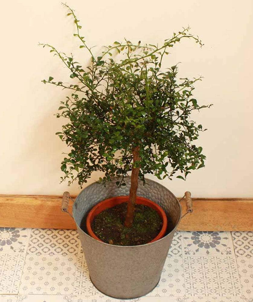 Lime Plant - Caviar Lime - Citrus australasica - Citrus Plant Tree - Fruit Plant in A 3-Litre Nursery PotBy Suttons