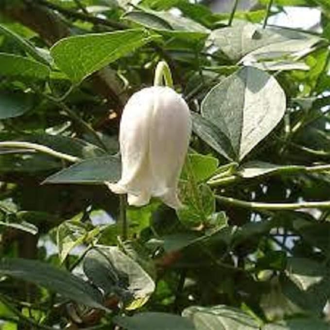 Amazon 多年草 クレマチス カイウ 2年苗 イングリッシュガーデン 花