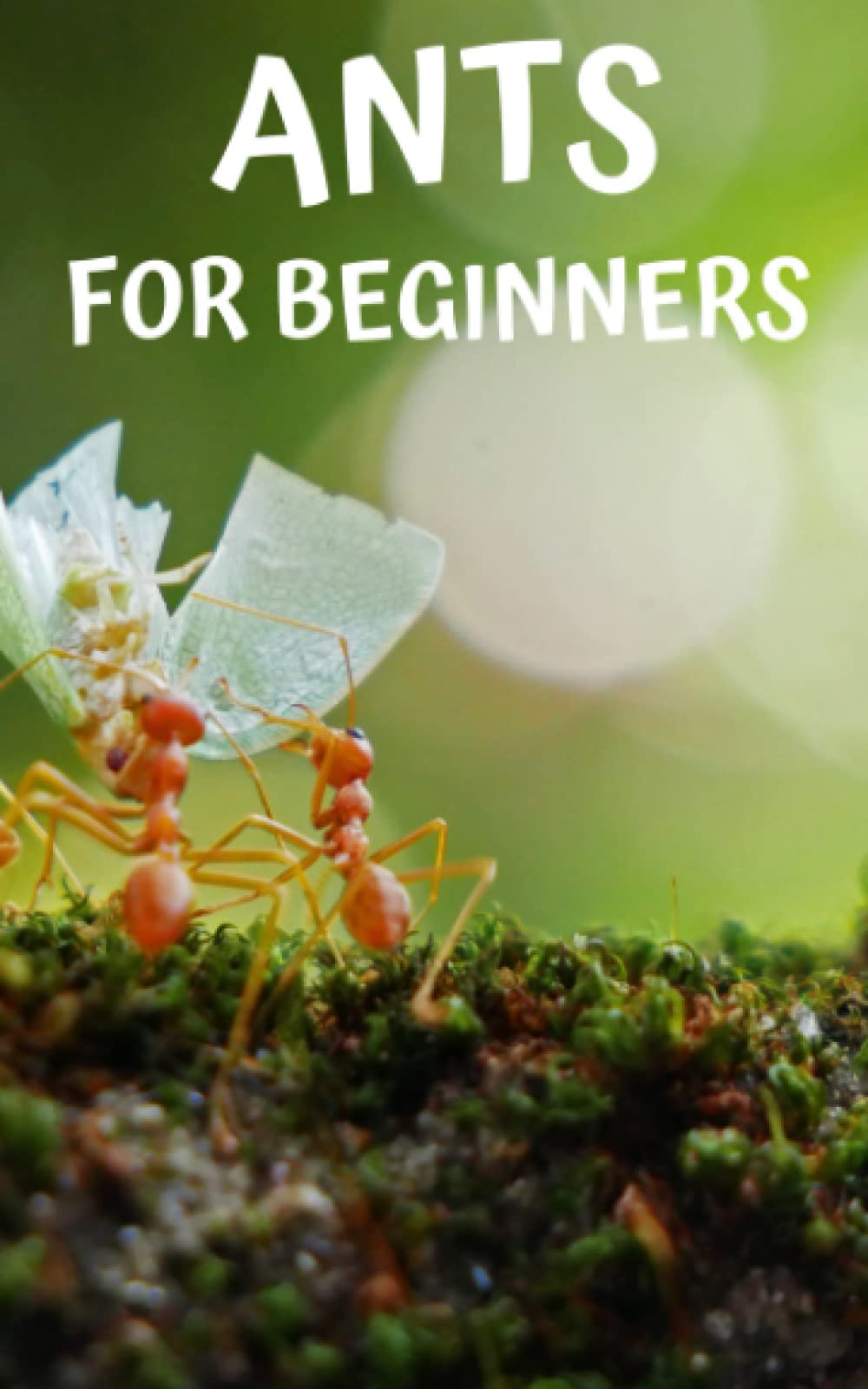 Ants for beginners: Guide to successfully keep ants in an ant farm for novices