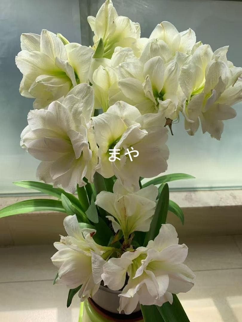 Amazon.co.jp: C357 多肉植物 アマリリス 八重咲球根Alfresco極美 大輪