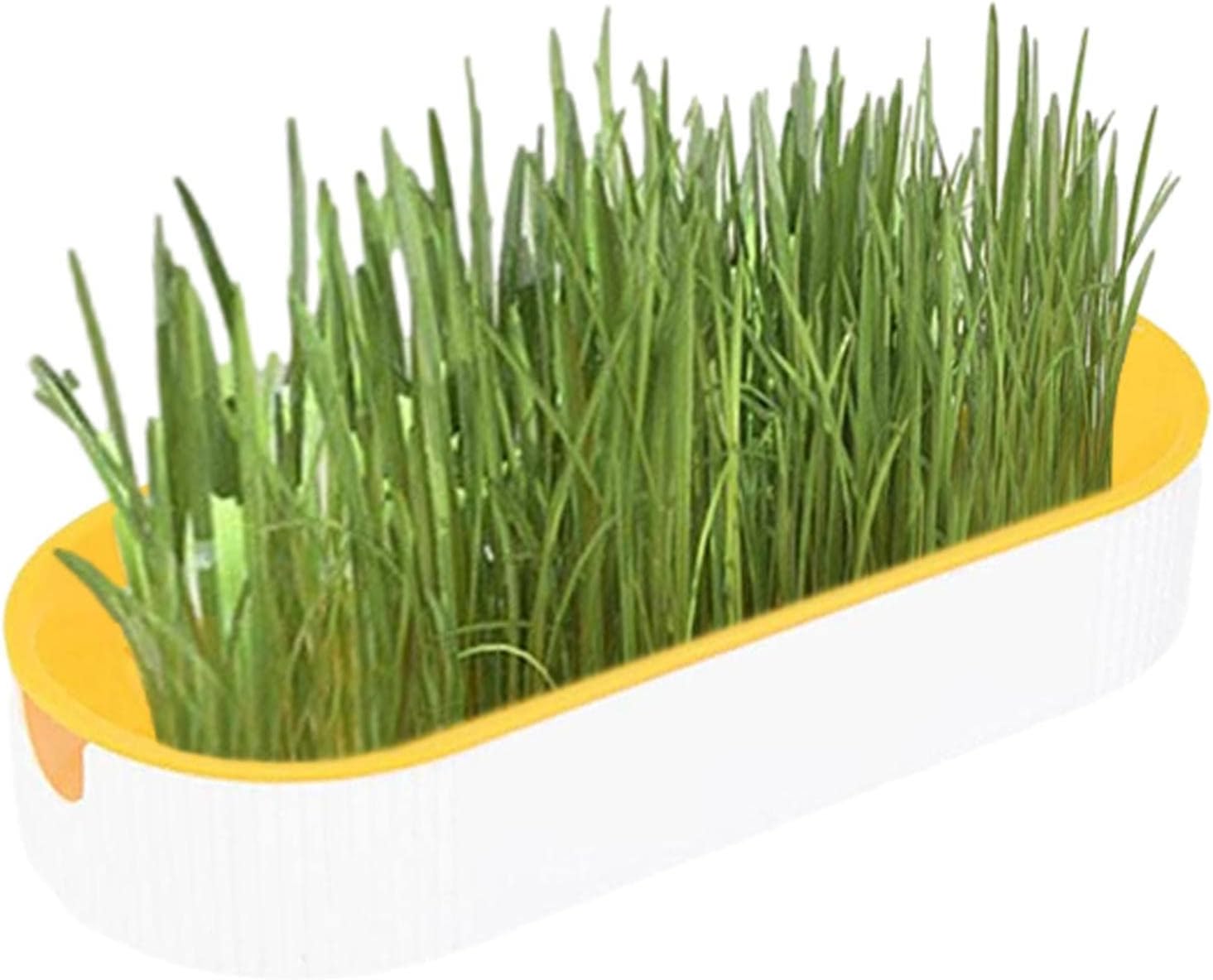 Cat Grass Growing Kit Hydroponic Cat Grass Planter