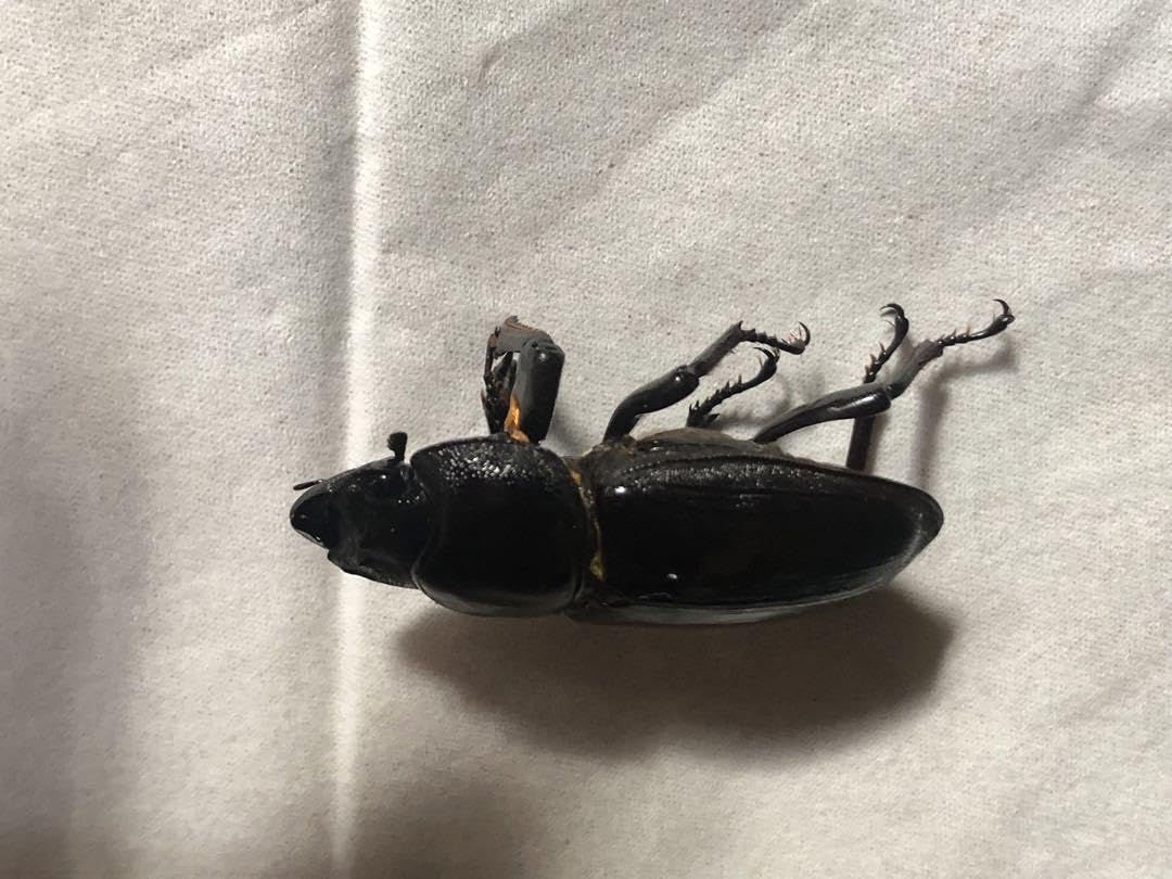 Amazon.co.jp: オオクワガタ 標本用 死虫 ⑫ 6頭セット : おもちゃ