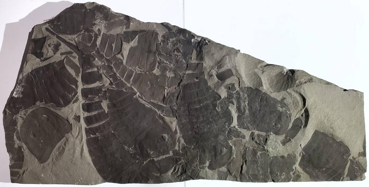 Amazon | 鑑定書付ウミサソリ14個体ニューヨーク産海外化石 303 | 化石