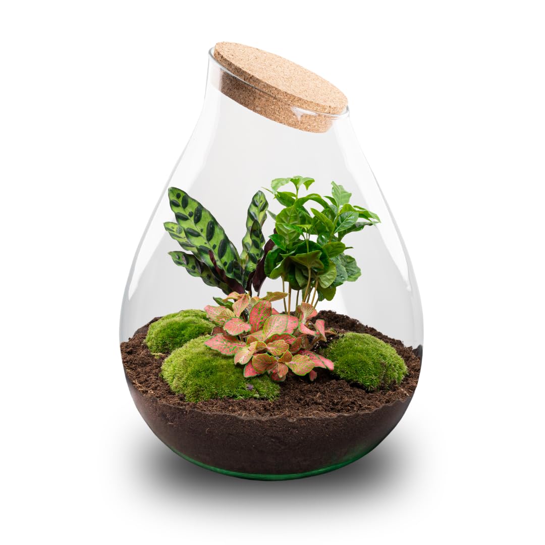 urbanjngl - Drop XXL Rotes Pflanzen Terrarium mit Kork - DIY Kit für EIN nachhaltiges Ecosystem - Ø 34 cm, Höhe 43 cm