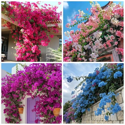 300+ Exotic Bougainvillea Seeds for Planting Perennial Ornamental Low Maintenance Fast-Growing Drought Tolerant Garden Outdoor