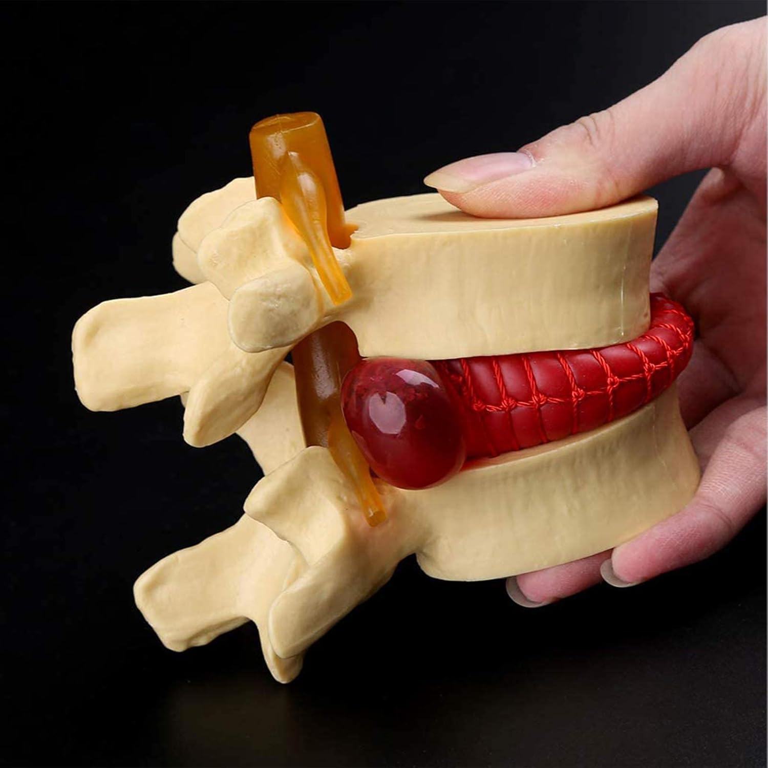 Model anatomiczny człowieka, anatomia jamy ustnej, ludzki przepuklina dysku lędźwiowego, model demonstracyjny, anatomia ludzkiego kręgosłupa, ludzki kręgosłup, kręgosłup lędźwiowy