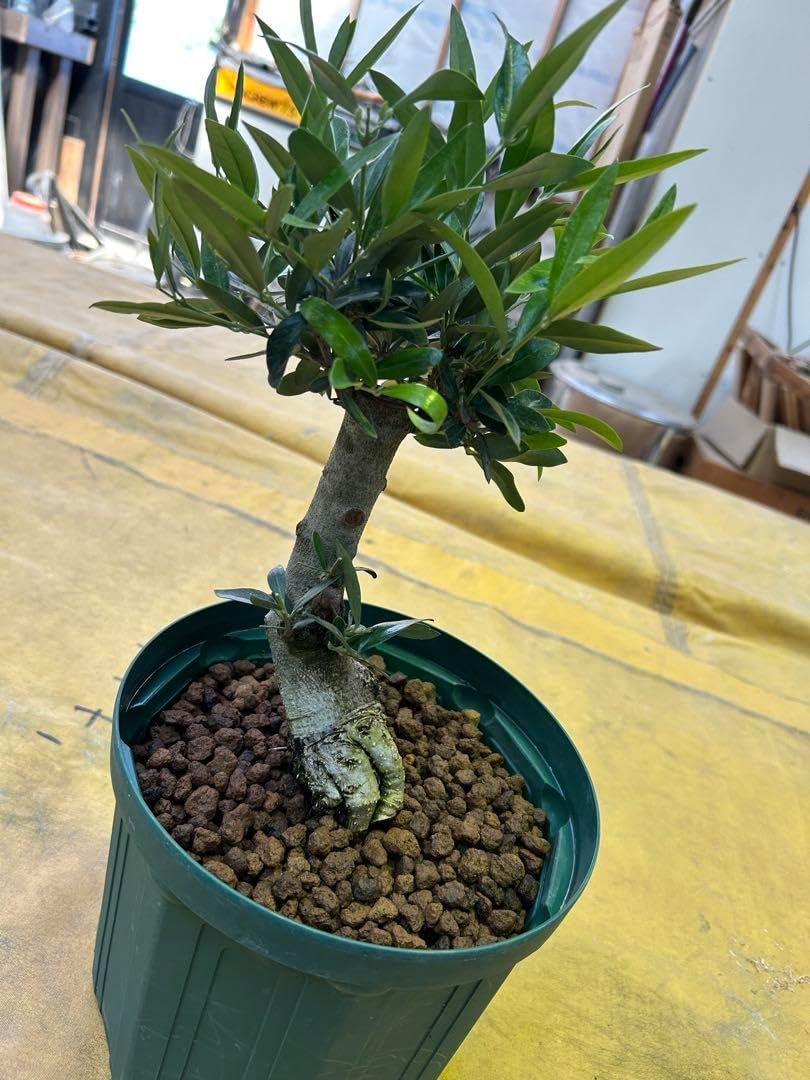 008.楕円盆栽鉢箱付き 008.【烏泥】山水/楕円盆栽鉢/木箱付き 008.【烏