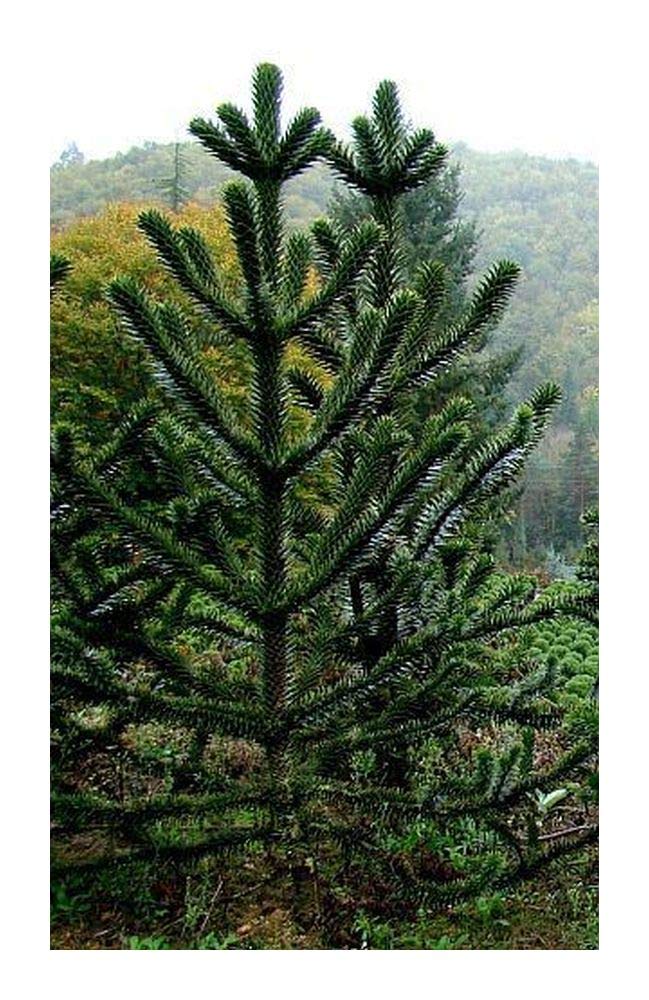 Araucaria araucana - Monkey Puzzle - Monkey Tail Tree - 10 Seeds