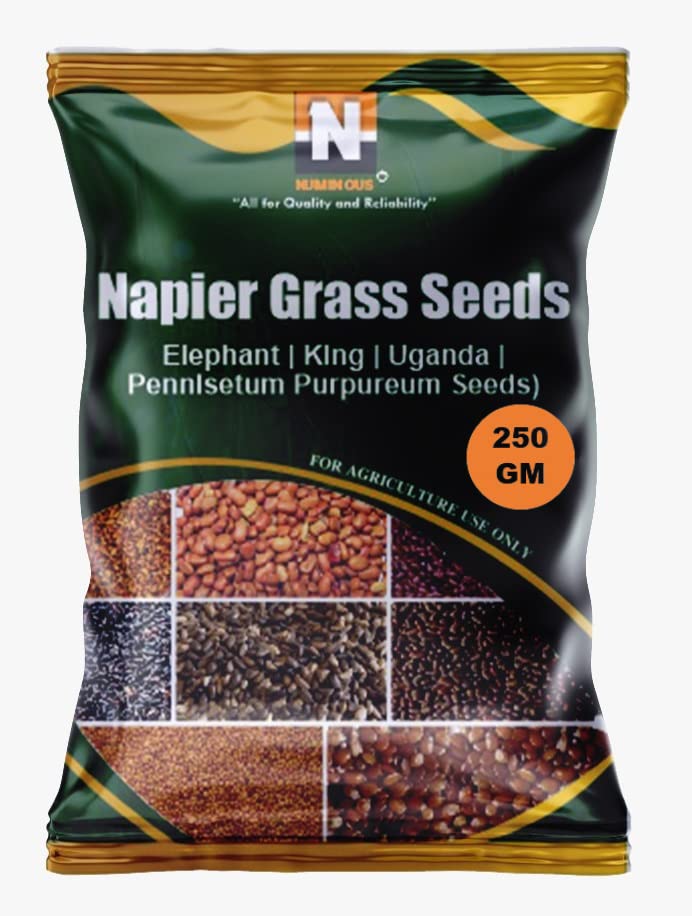 Numinous Napier/Elephant/King/Uganda/Pennisetum Purpureum Fodder Grass Seeds (250g) (B09D9TRZZJ) Amazon Price History, Amazon Price Tracker
