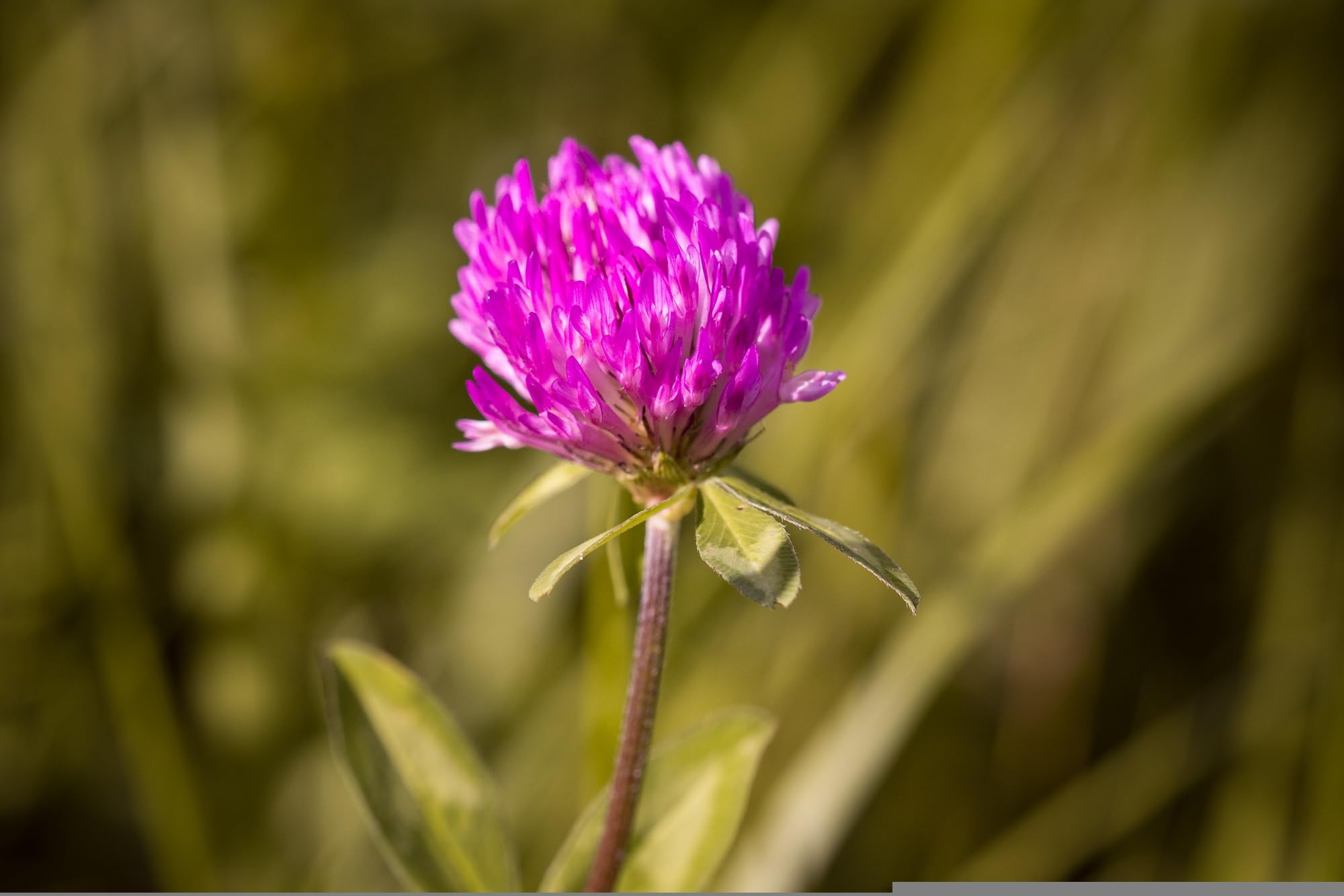 Rotklee (Trifolium pratense) Samen. Heilpflanze, Frischfutter für Kleintiere (50000 Samen = 100,0g)