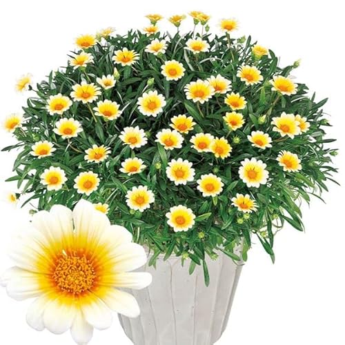 獣のように強健！ PW ガザニアビーストを購入 - kotaの雑記帳