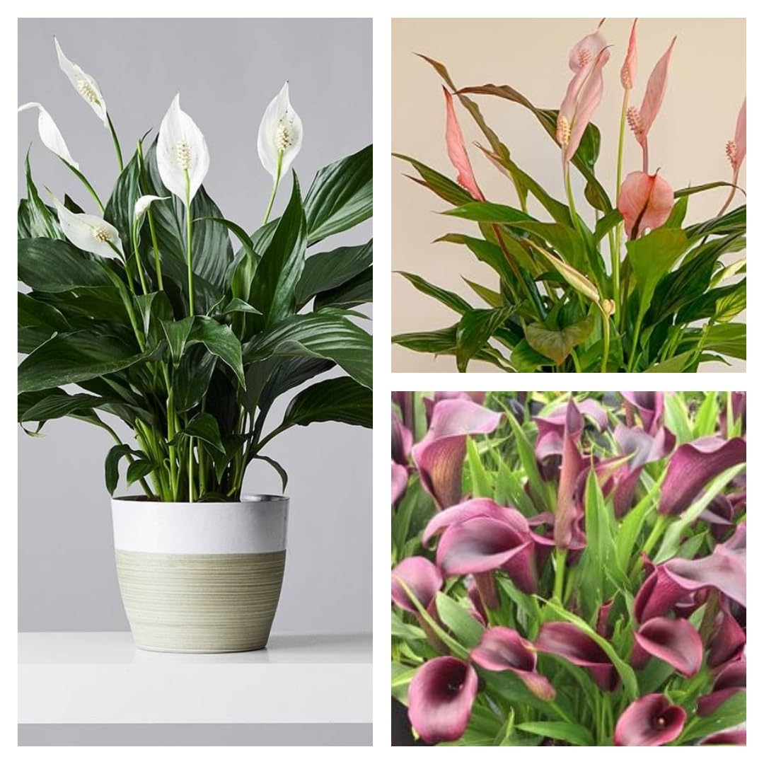 Hybrid Peace Lily Combo Pack Set of 3 Live Plants | Indoor Houseplant Collection for Clean Air and Calming Vibes Spathiphyllum Super Healthy Plants Multicolor