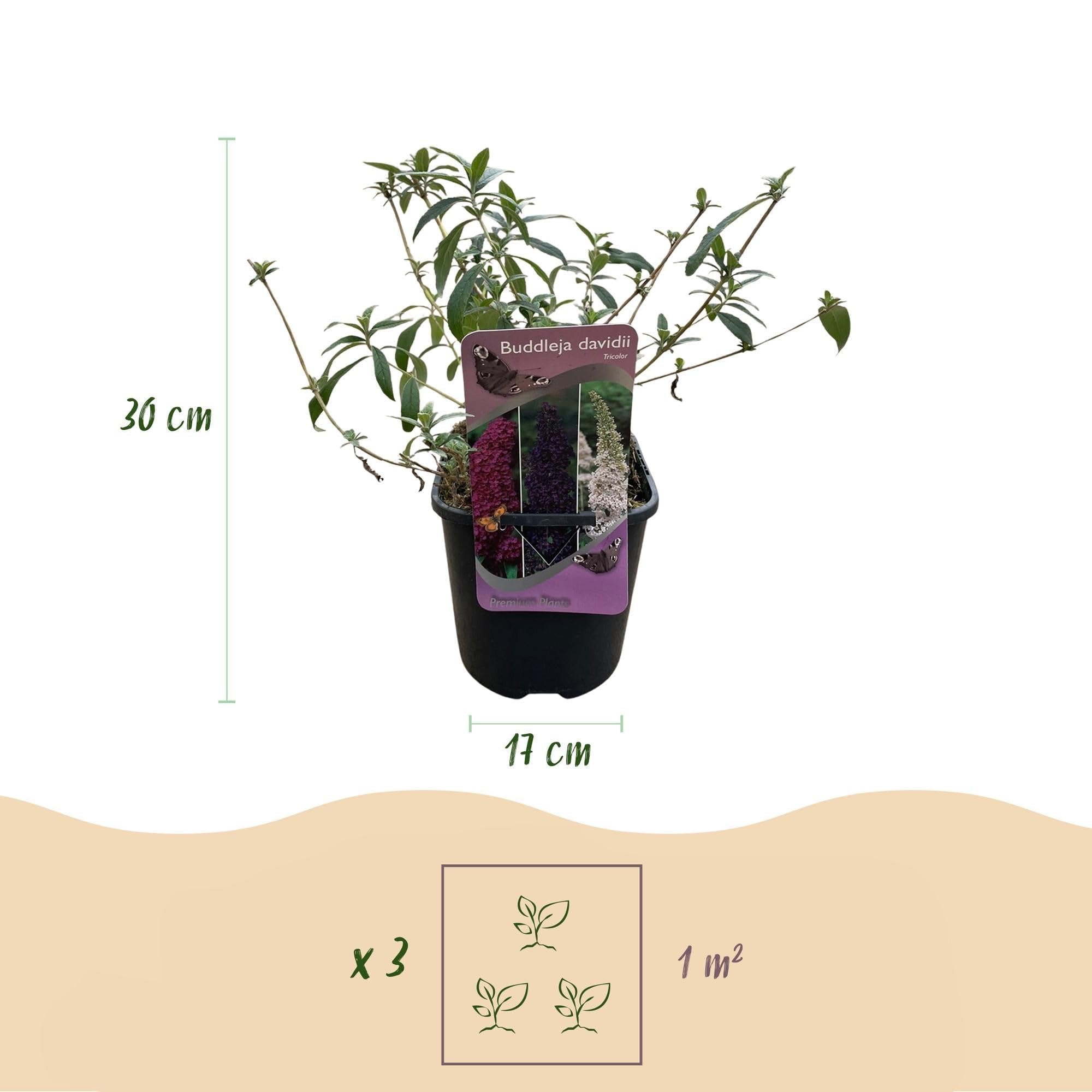 Schmetterlingsstrauch Buddleja davidii Tricolour – Blüten Rosa, Weiß & 17 | bienen, und Schmetterlingsfreundlich, pflegeleicht 1, lange Blütezeit