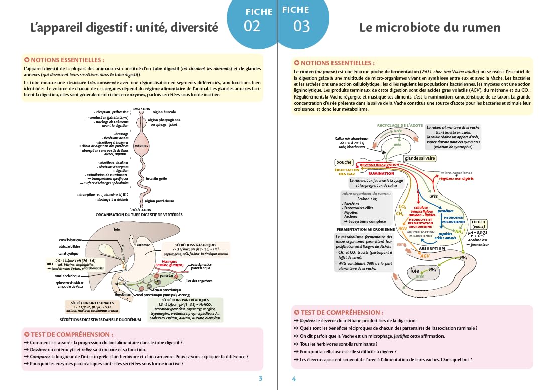 Biologie - Les 200 visuels indispensables: Licence, Capes, prépas