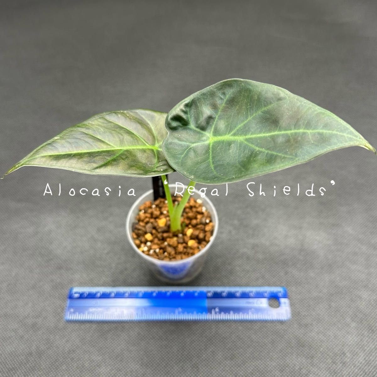 Amazon.co.jp: Alocasia 'Regal Shields' アロカシア リーガル