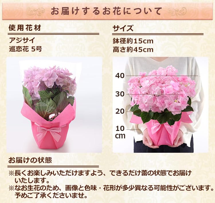 Amazon｜母の日 花 鉢植え ギフト プレゼント アジサイ鉢・ひらひら