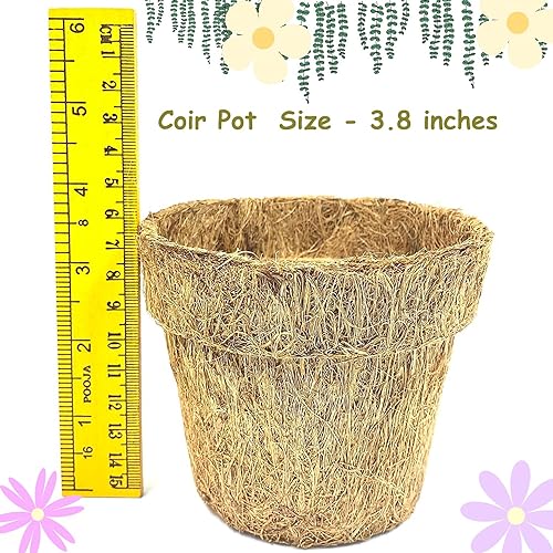 City Greens Garden Starter Kit | Seed Starter Kit | 4 in 1 Salad DIY Gardening Kit - Lettuce, Cherry Tomato, Red Cabbage, Cucumber |Total No of Seeds - 40 | Perfect Gardening Kits For Kids.