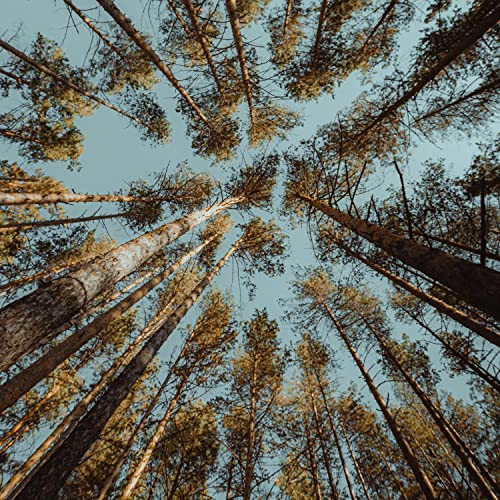 Sleep Zone Cosy Sound for Babies Sleep Zone Cosy Sound for Babies