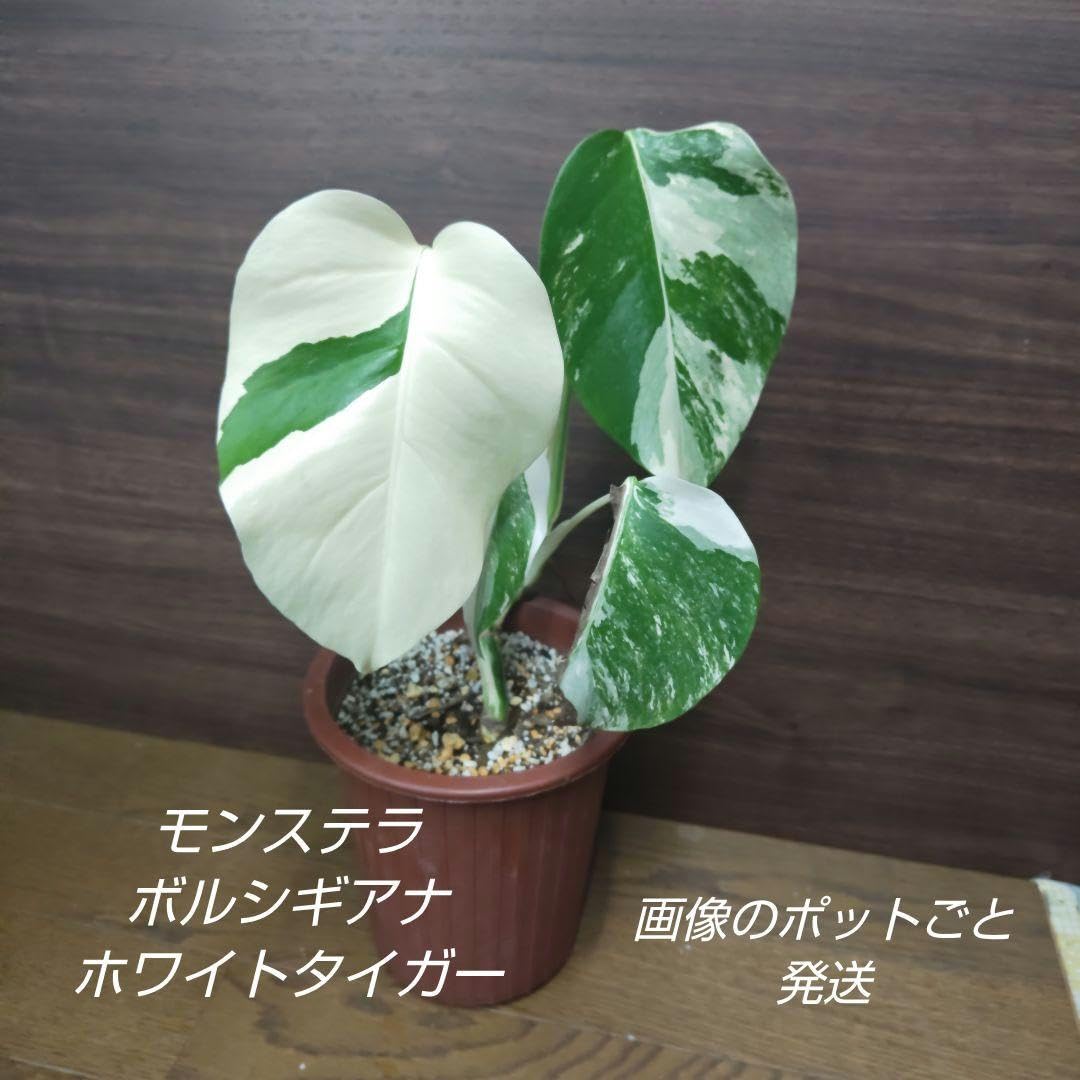 Amazon｜モンステラ ボルシギアナ ホワイトタイガー 苗(観葉植物