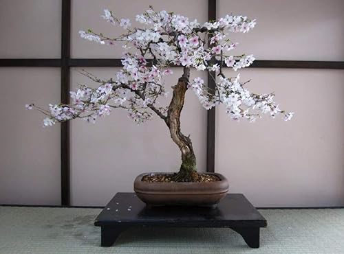 Bonsai Black Cherry Tree Seeds - 20 semillas - Cultiva un árbol bonsái con frutos