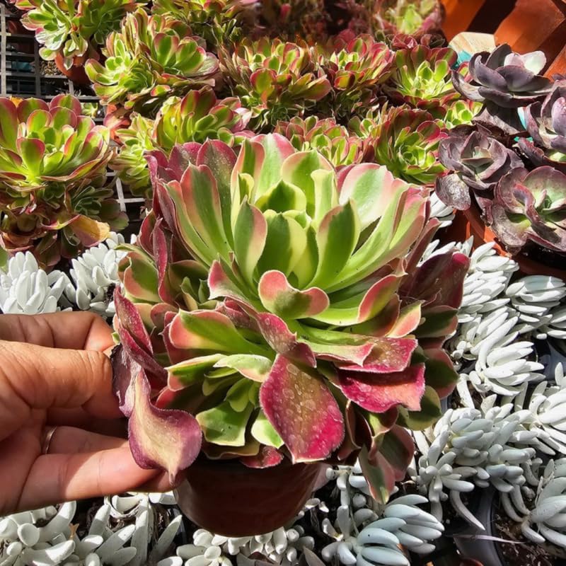 Vista 7 de Aeonium - Planta de rosa negra viva en maceta de 4 pulgadas Plantas suculentas negras vivas Ideal para decoración moderna del hogar, exhibiciones