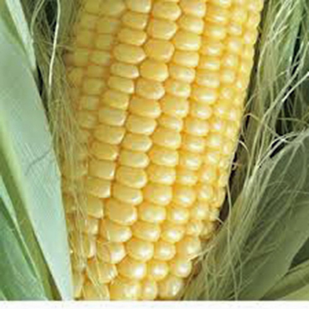 Golden Bantam Sweet Corn 500 Seeds