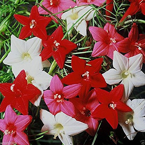 Cypress Vine ~20 SEEDS- MIX- RED,Rose, WHITE-Ipomoea Pennata )