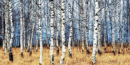 Impression d'art imprimé sur toile enroulée Birch Grove 190x93 cm