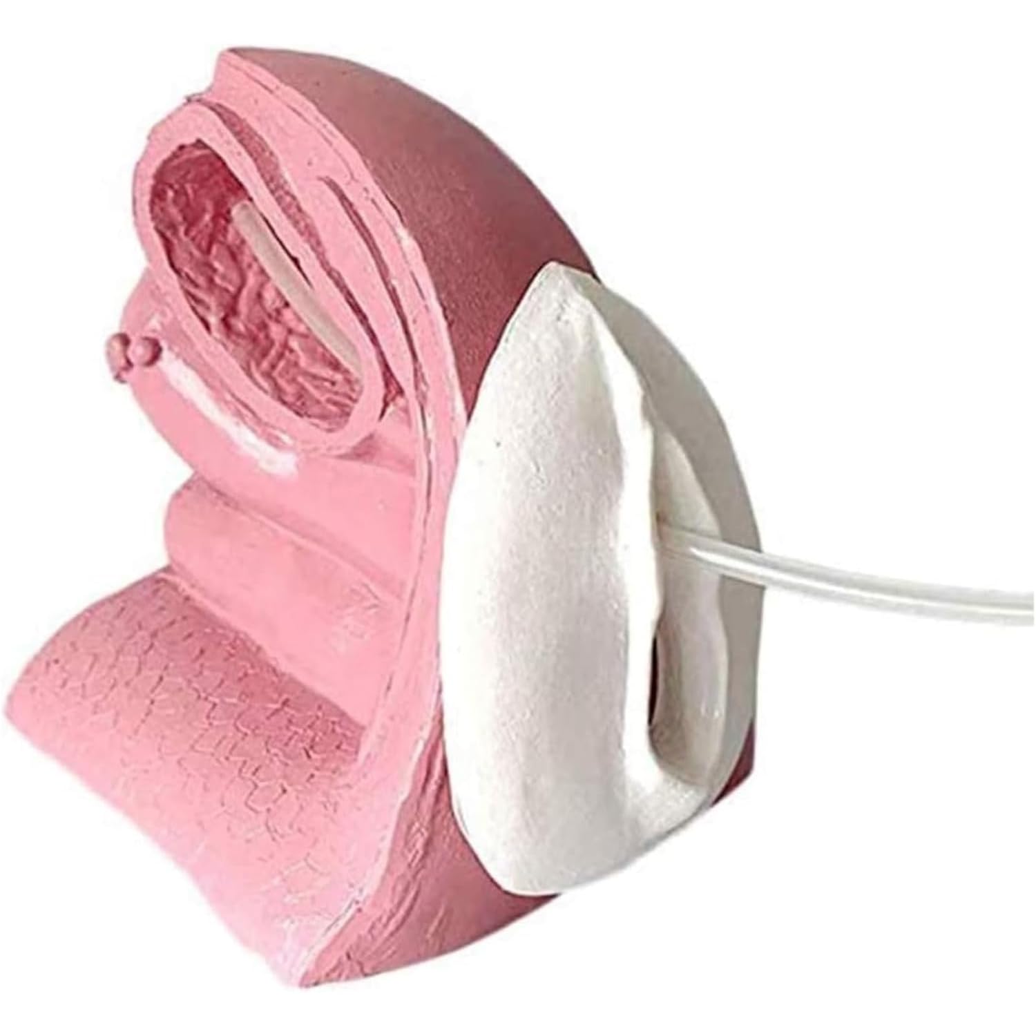 Modello Di Cateterismo Femminile O Maschile, Simulatore Di Modello Di Contraccezione Con Base Antiscivolo, Design Ad Alta Simulazione E Chiara Struttura, Per L'insegnamento Della Pianificazione