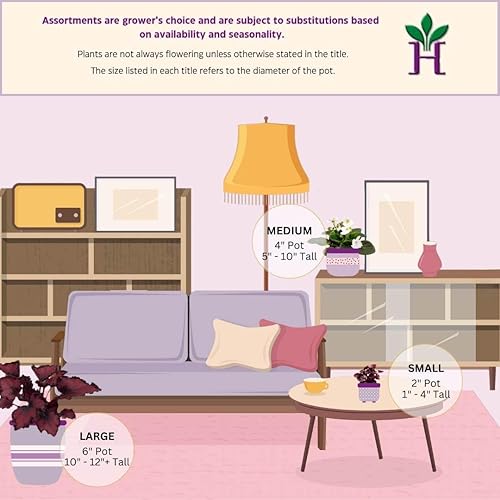 Miniatura 3 de Begonia de fresa, 4 pulgadas, Saxifraga stolonifera, planta de interior Legacy Heritage