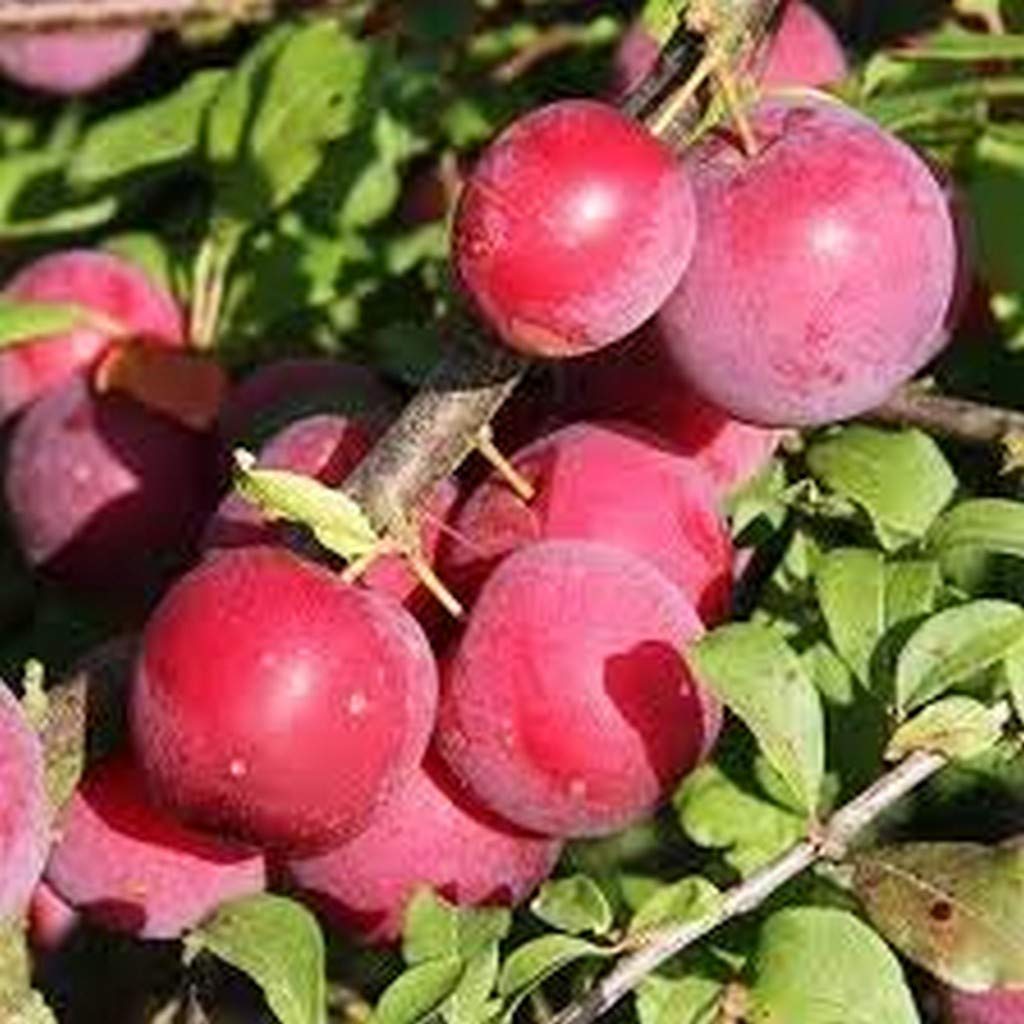 Creative Farmer Exotic Plum Plant Live Aloo Bukhara/Alpakoda Pazham Fruit Garden Plant Plant(1 Healthy Live Plant)_PLANT-23-PLUM20ll@