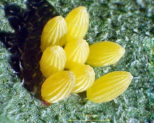 Miniatura 2 de AmScope Microscopio profesional de zoom estéreo binocular ZM-4B, oculares EW10x, aumento 6.7X-45X, objetivo de zoom 0.67X-4.5X, iluminación