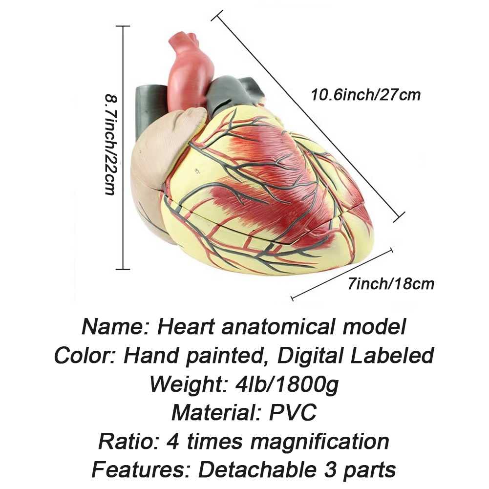 Xiaoxu Modelo anatómico con Aumento de 4X, 3 Partes extraíbles, guía Digital y Referencia de posición anatómica para el Aprendizaje de la Estructura del Cuerpo Humano.