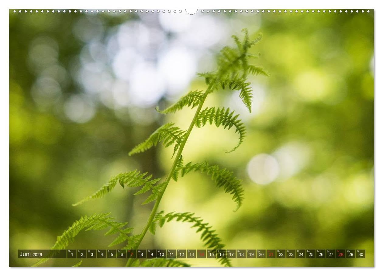 Feng Shui Farben - Element: Holz (hochwertiger Premium Wandkalender 2026 DIN A2 quer), Kunstdruck in Hochglanz: Die Farbe Grün, die dem Element Holz ... Jahr über in Ihre Räume. (CALVENDO Natur)