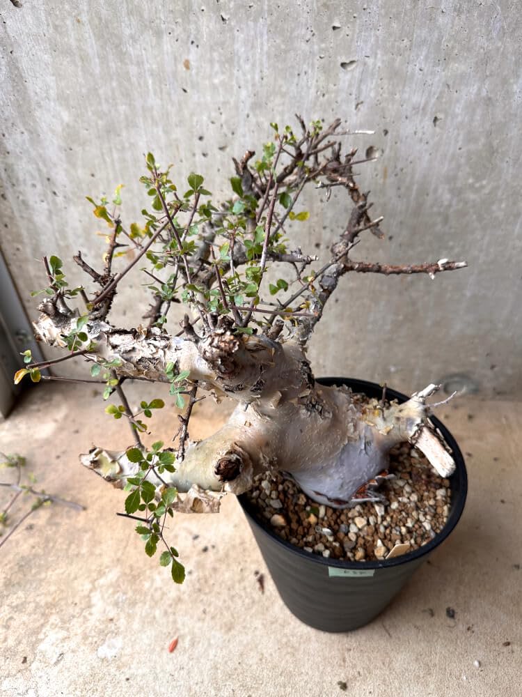 Amazon｜【現品限り】コミフォラ・カタフ ターカネンシス 大株