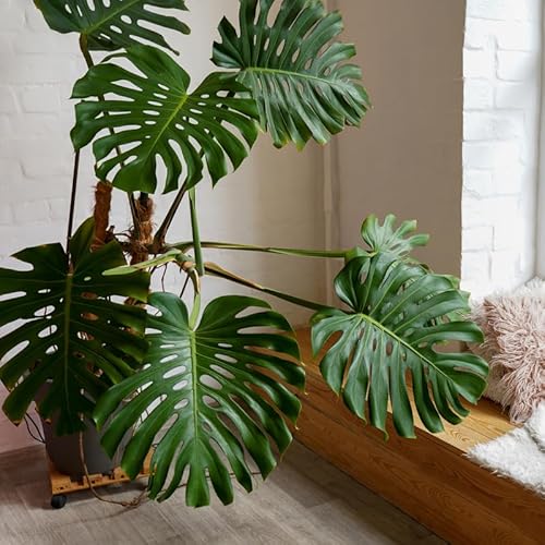 Monstera Deliciosa Live Plant 5 to 6 Inches Tall Rooted, Indoor Plant for Ornament