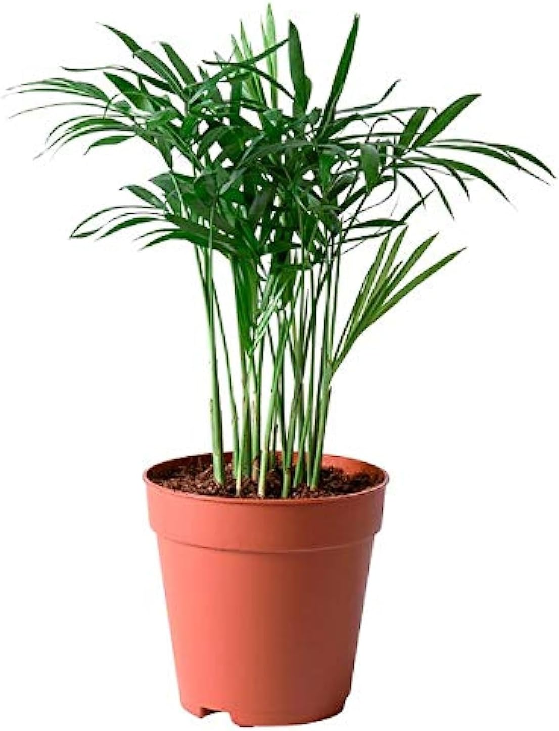 jqm Chamaedorea Elegans Potted Plant, Parlour Palm, 9 Cm