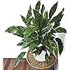 Product Photo 5