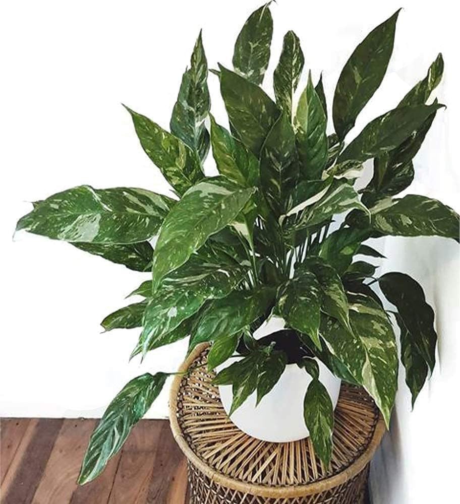 Amazon.com : American Plant Exchange Variegated Peace Lily 'Domino'   6-Inch Pot w/Deco Cover, 1-2 Ft Tall, Live Indoor Flowering Houseplant,  Easy Care, Low Light, Housewarming, Sympathy, or Party Gift : Patio,